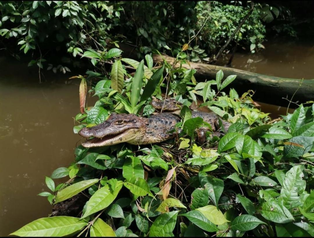 Villa Casa Marbella Tortuguero Exterior foto